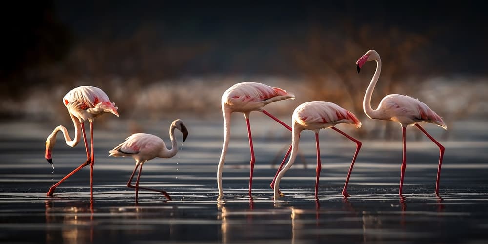 Graceful Pink Flamingos by Hung Tsui — canvas wall art