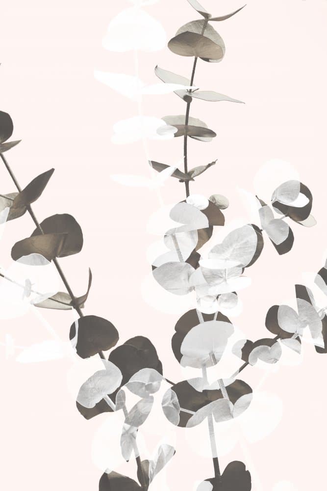 Soft Eucalyptus Branches by Pictufy Studio III — canvas wall art