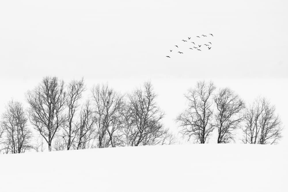 Flock Over Winter Trees by Yongnan Li (李永男) — canvas wall art