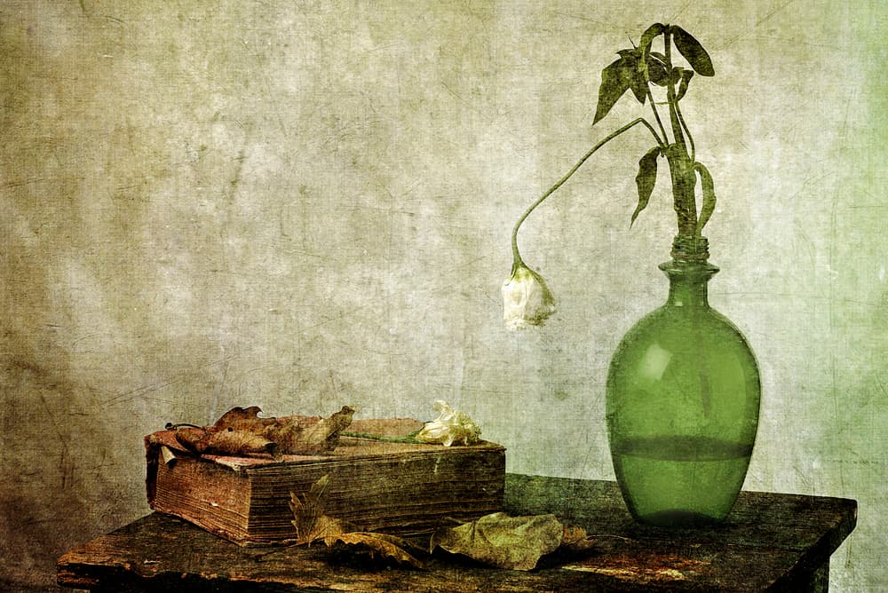 Withered Rose Old Book by Eyal Amer — canvas wall art