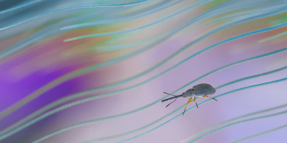 Weevil on Wavy Lines by Thierry Dufour — canvas wall art