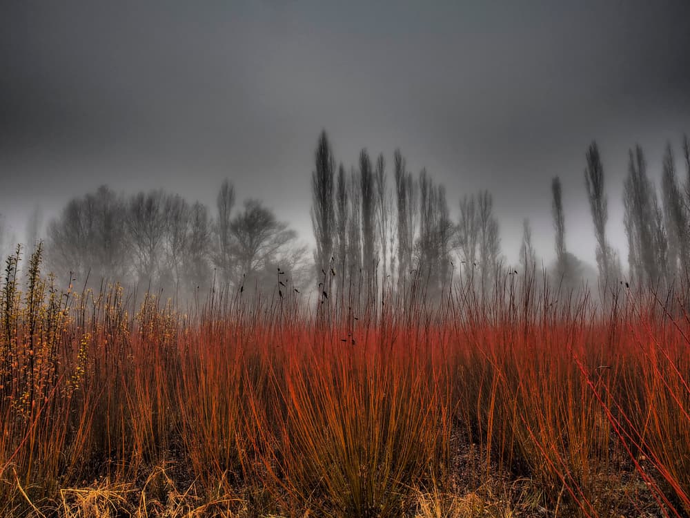 Misty Red Landscape by JA Ruiz Rivas — canvas wall art