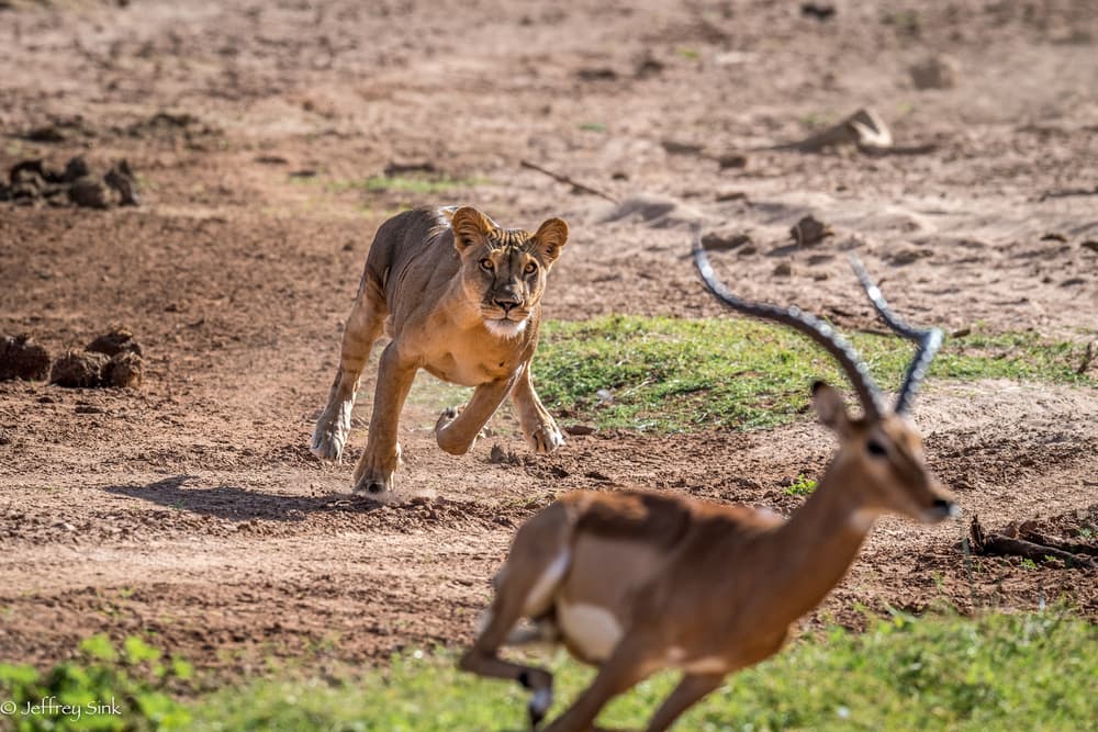 Lioness Impala Chase by Jeffrey C. Sink — canvas wall art