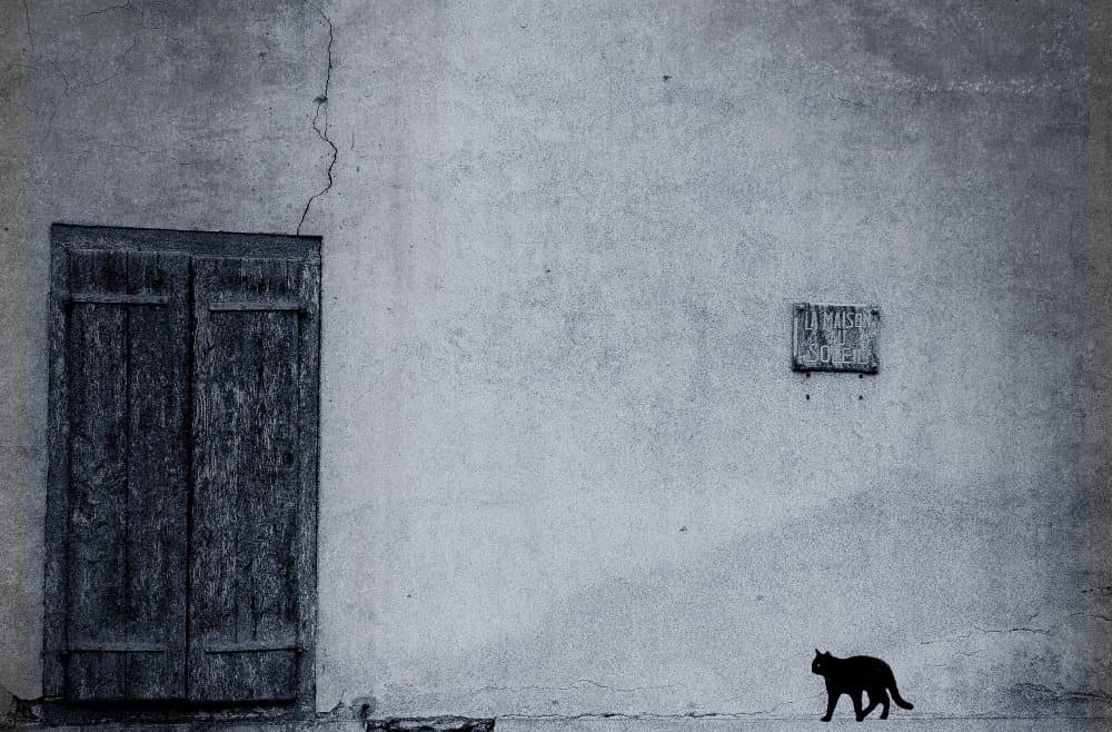 Black Cat Old Door by Anna Cseresnjes — canvas wall art