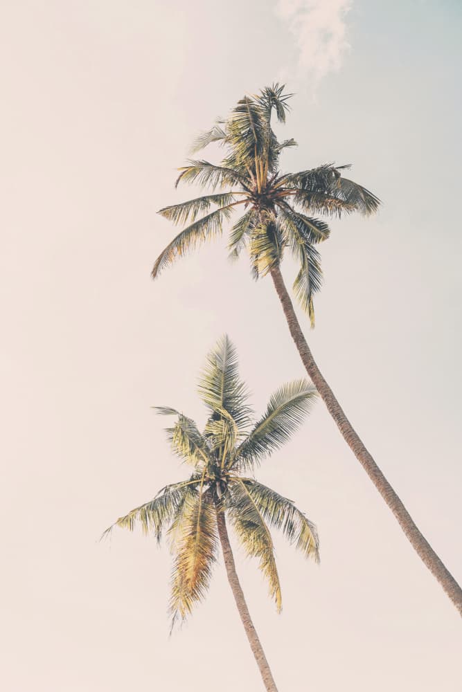 Tropical Palms by Kathrin Pienaar — canvas wall art