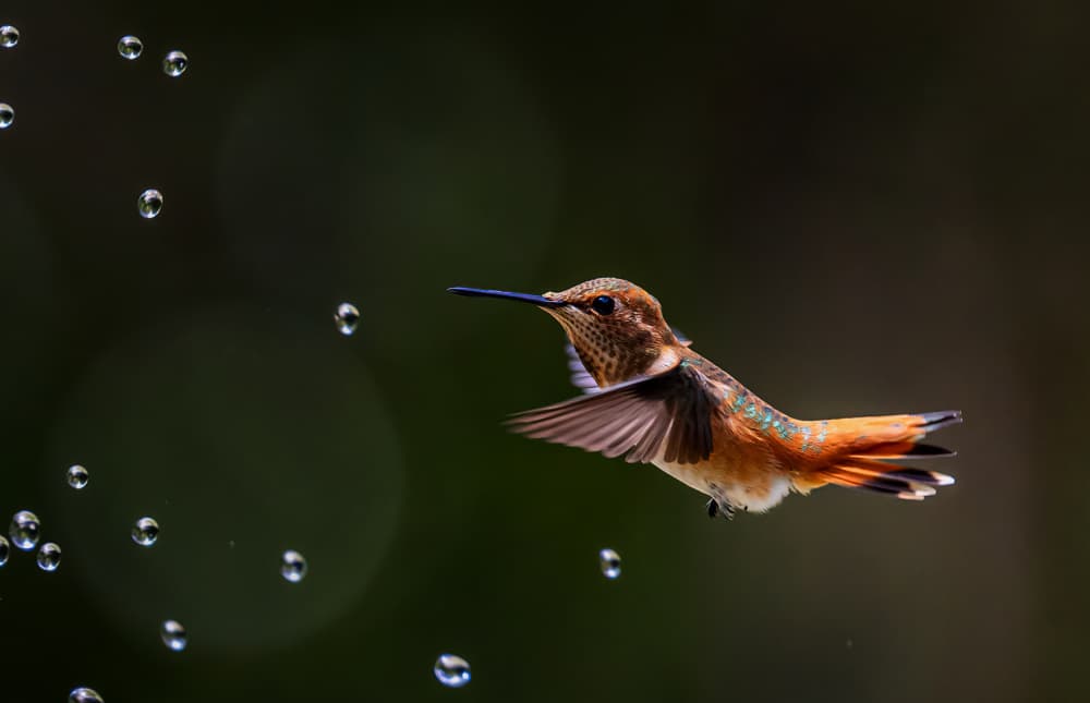 Hummingbird Water Dance by Ning Lin — canvas wall art
