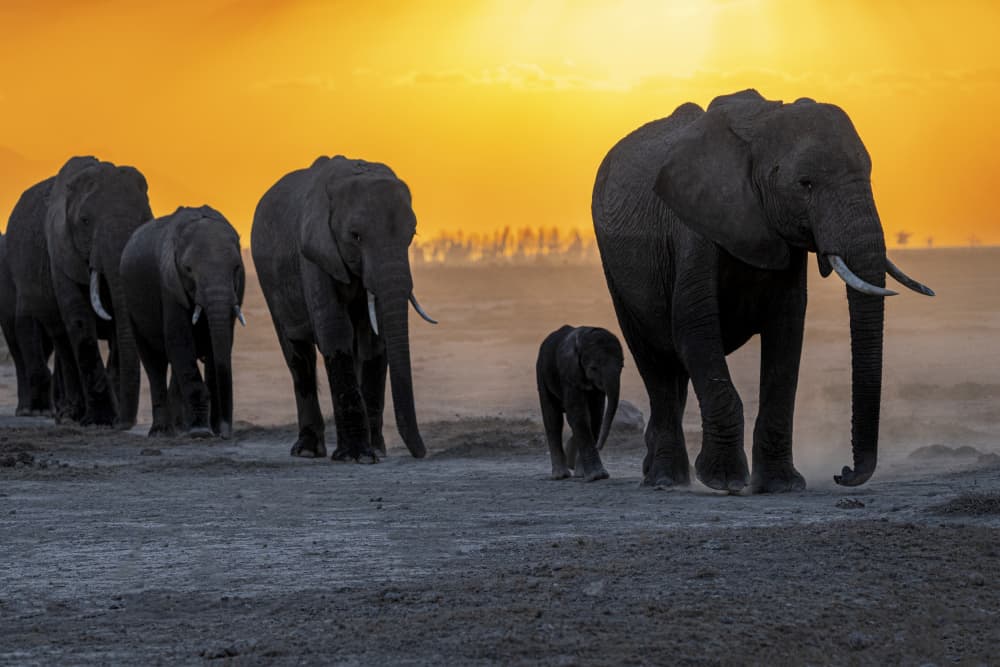 Elephant Family Sunset Walk by Saurabh Dhanorkar — canvas wall art