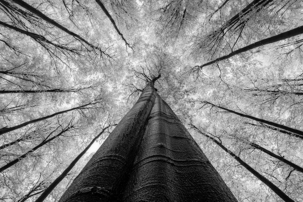 Towering Forest Canopy by Tom Pavlasek — canvas wall art