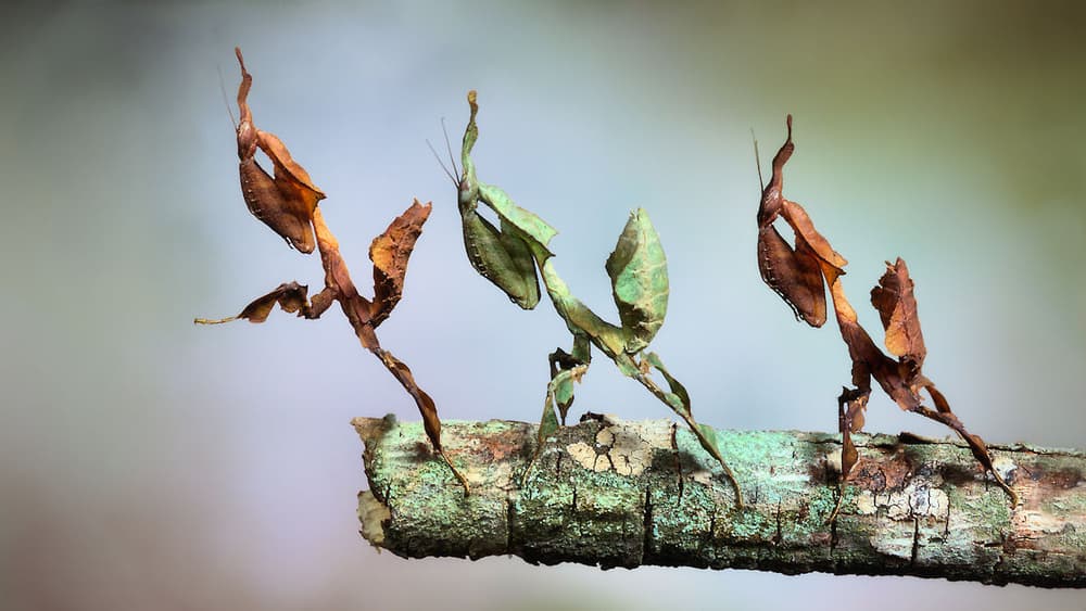 Camouflaged Leaf Mantises by Jimmy Hoffman — canvas wall art