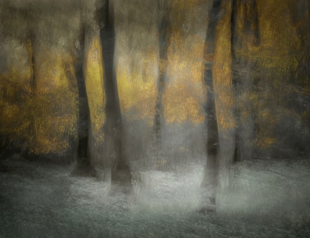 Dancing Trees by Nel Talen — canvas wall art