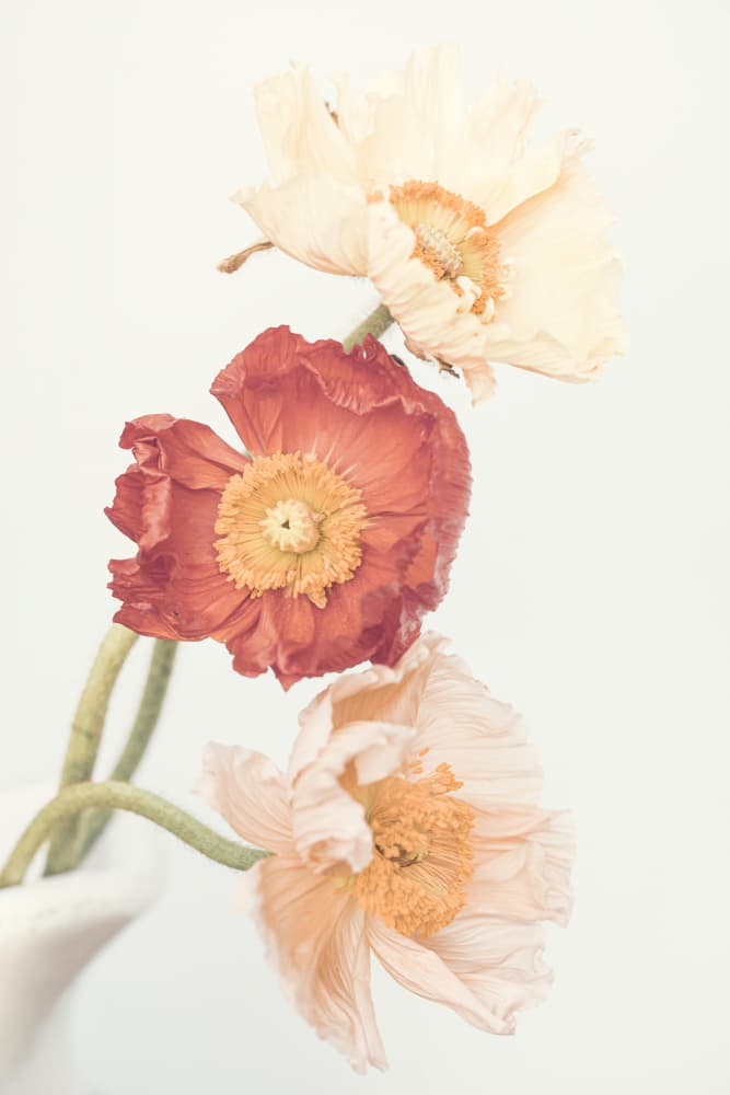 Poppies by Kathrin Pienaar — canvas wall art