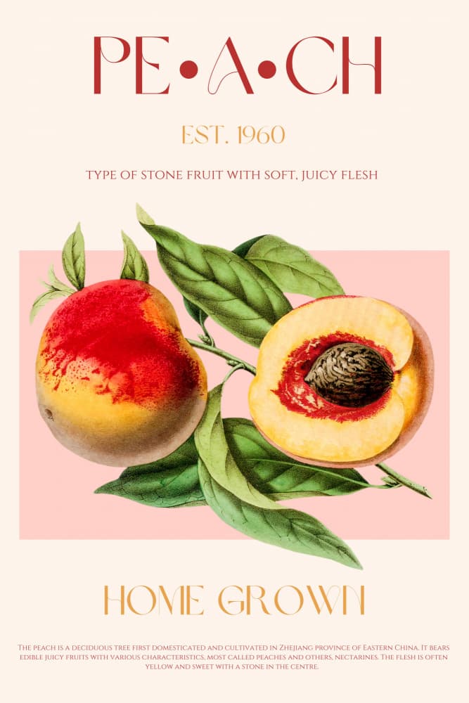 Vintage Peach Botanical by Nazma Khokhar — canvas wall art