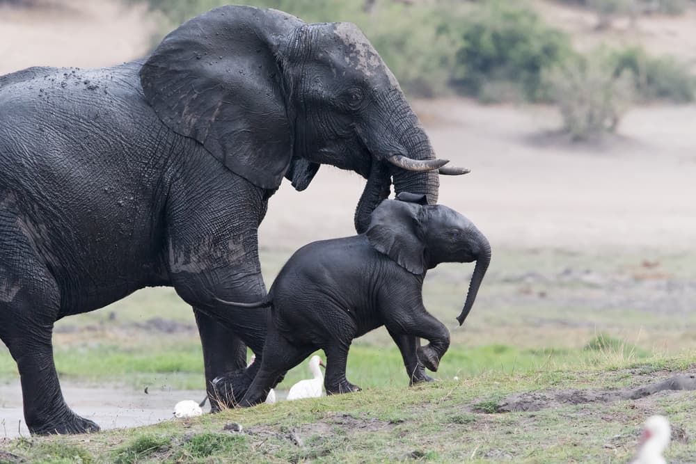 Mother Elephant and Calf by Cheng Chang — canvas wall art