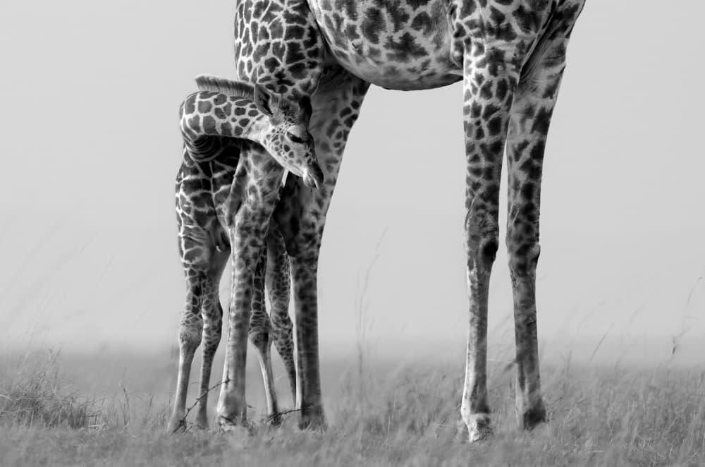 Nurturing Giraffe Bond by MIN LI — canvas wall art