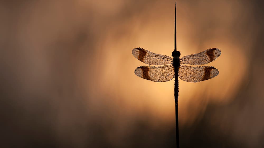 Golden Hour Dragonfly by Daan de Vos — canvas wall art