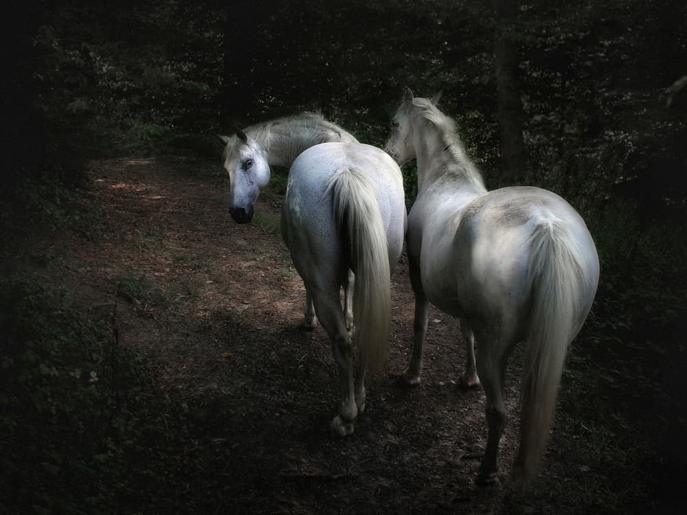 White Horses Forest Path by Holger Droste — canvas wall art