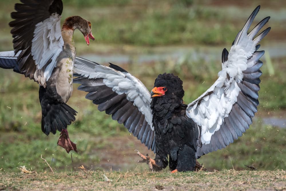 Eagle Goose Clash by Jeffrey C. Sink — canvas wall art