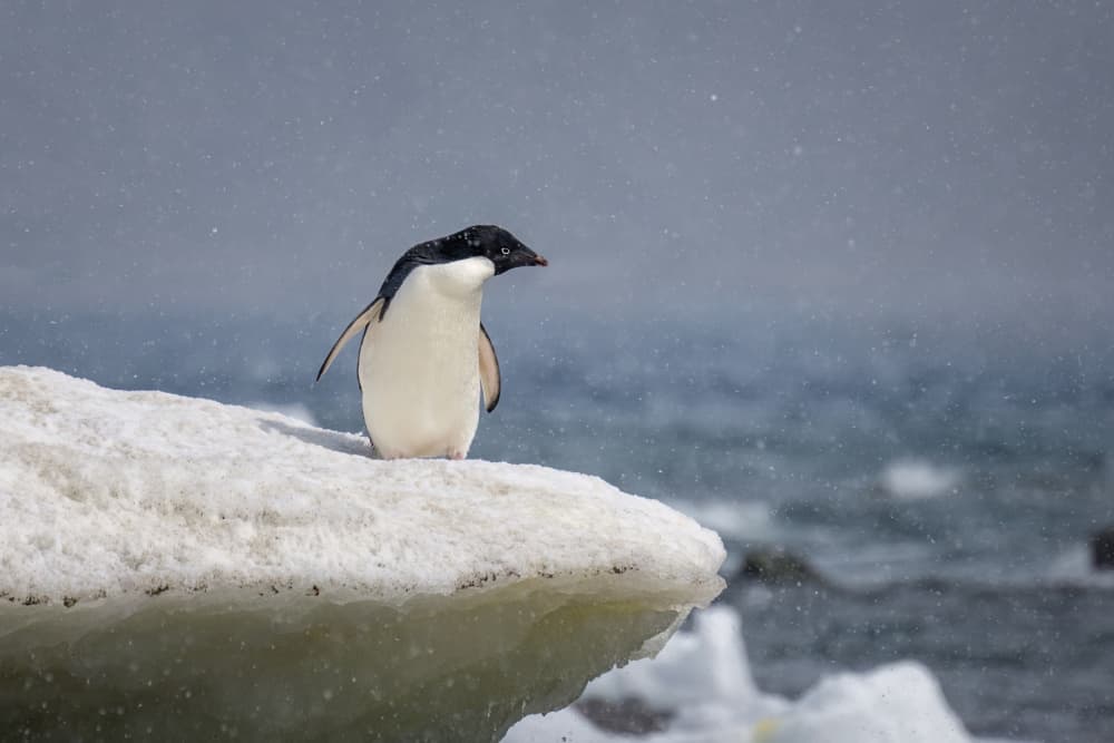 Adelie penguin in snow shower by Siyu_Wei APA — canvas wall art