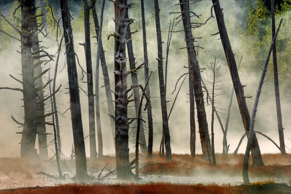 Misty Forest Morning by Jure Kravanja — canvas wall art