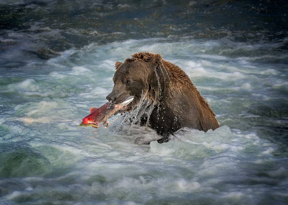 Grizzly Bear Salmon Catch by Annie Poreider — canvas wall art