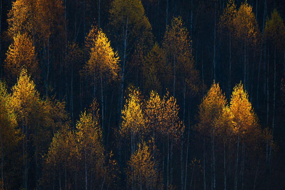 Golden Forest Glow by Ovidiu Satmari — canvas wall art