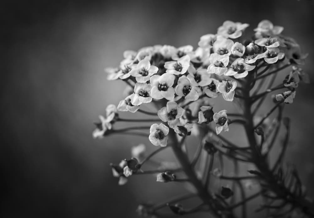 Delicate Monochrome Blooms by Claudi Lourens — canvas wall art