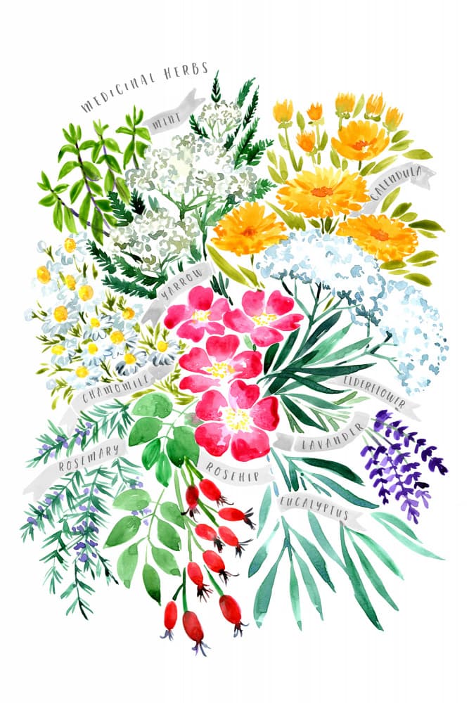 Botanical Herbs Collection by Rosana Laiz Blursbyai — canvas wall art