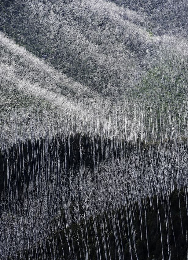 Silver Forest Textures by Wayne Pearson — canvas wall art