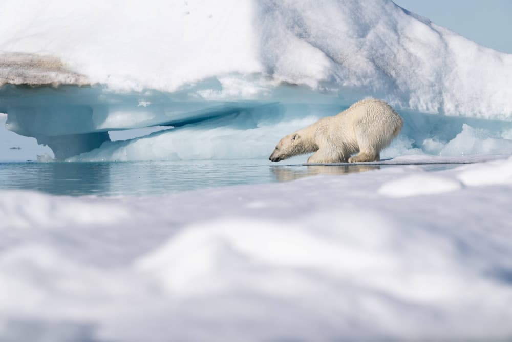 Arctic Bear Reflection by Manish Nagpal — canvas wall art