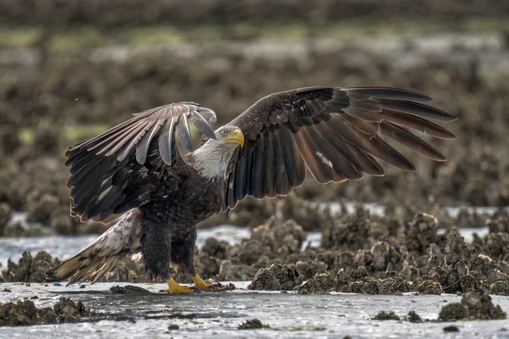 Bald Eagle Spreads Wings by Arie Burla — canvas wall art