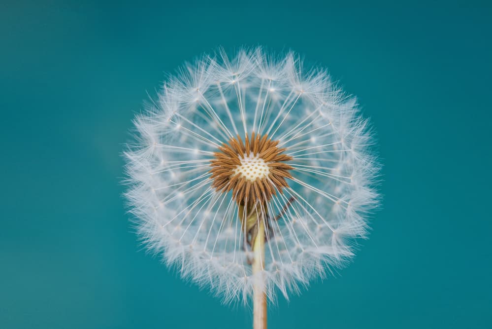 Fluffy Dandelion Wish by Bess Hamiti — canvas wall art