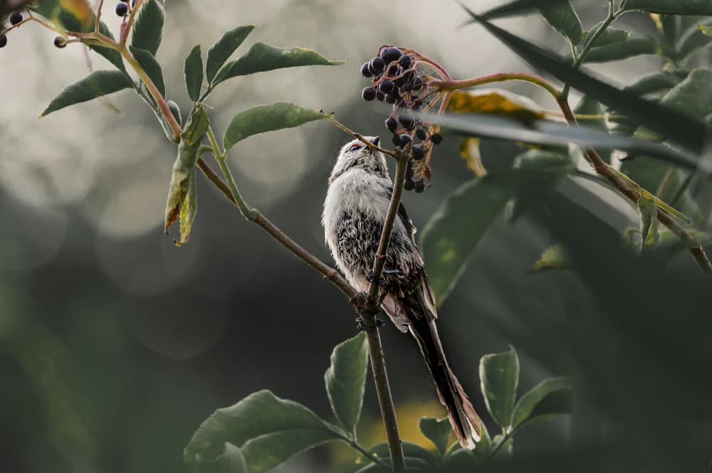Long-tailed Tit And Berries by Oana Vasileniuc — canvas wall art