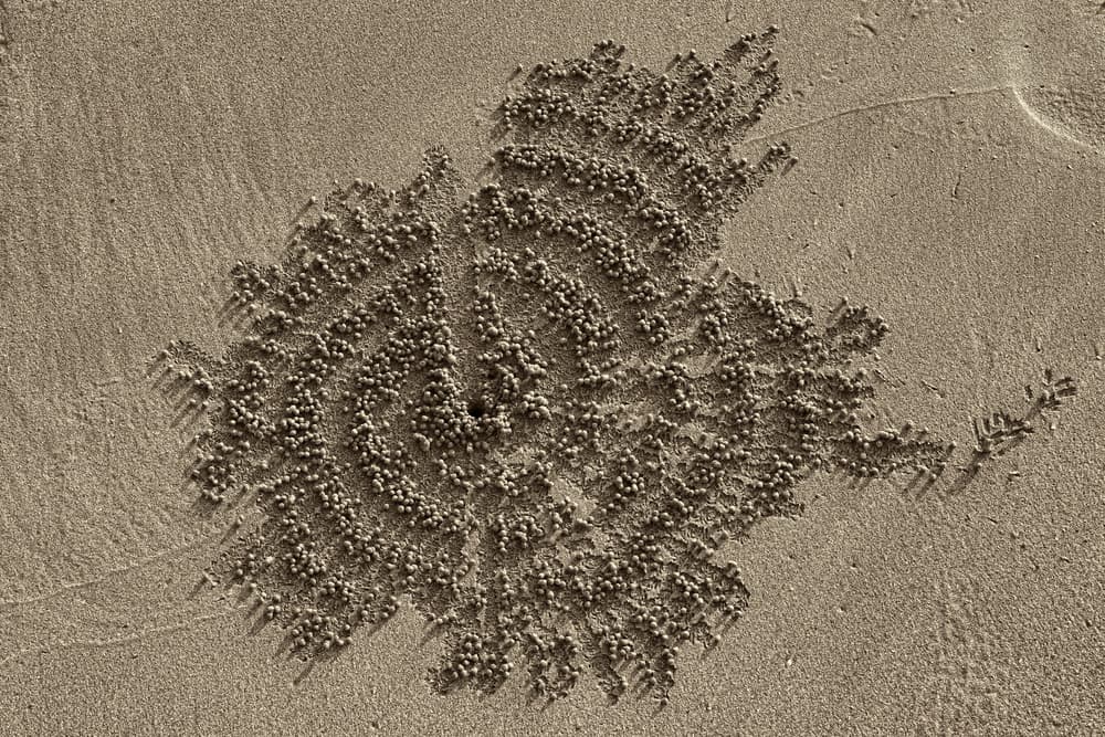 Sand Crab Patterns by Ugur Erkmen — canvas wall art
