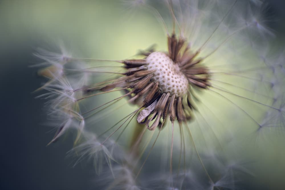 Delicate Dandelion Seeds by Fred Louwen — canvas wall art