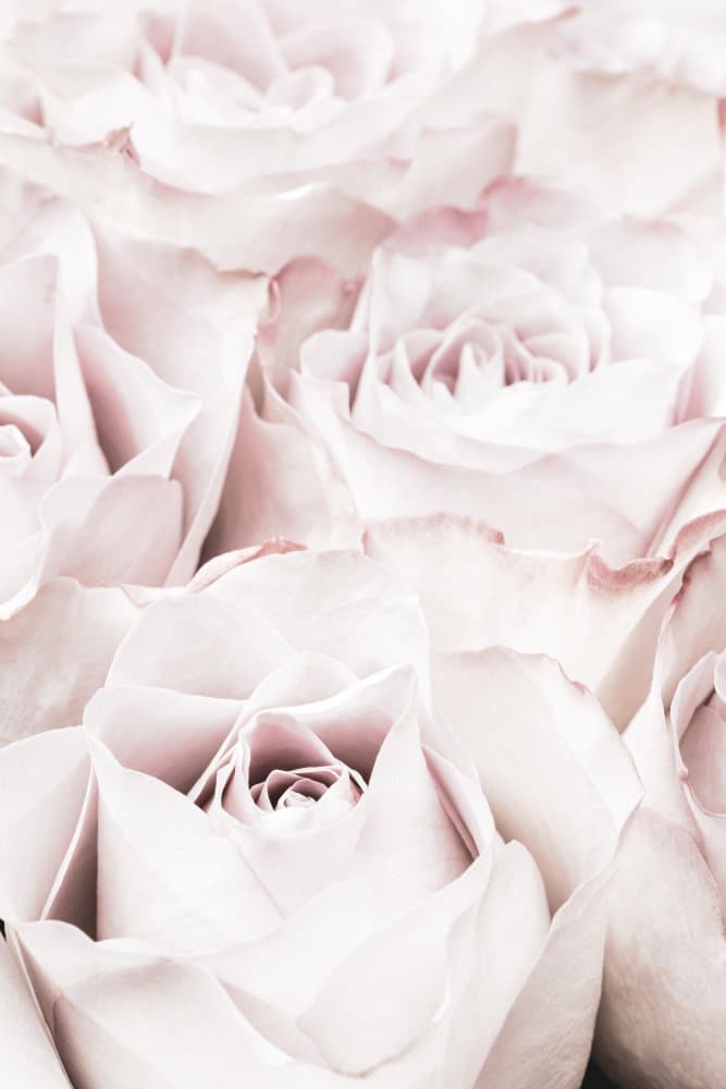 Soft Pink Roses by Pictufy Studio III — canvas wall art