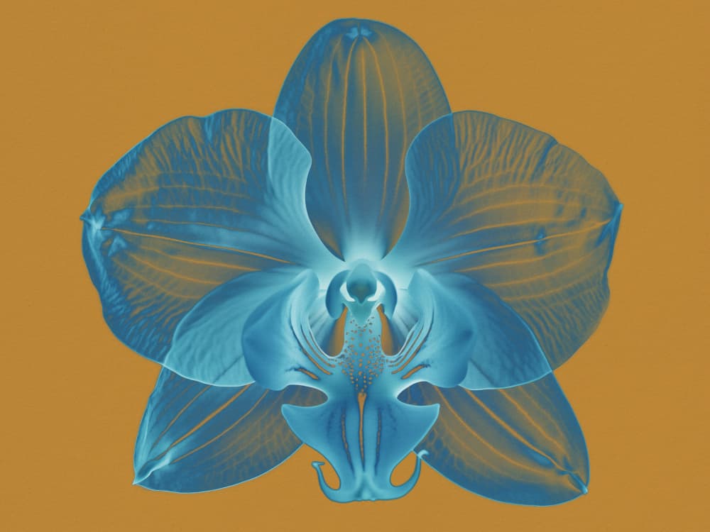 Ethereal Blue Orchid by Andreas Magnusson — canvas wall art