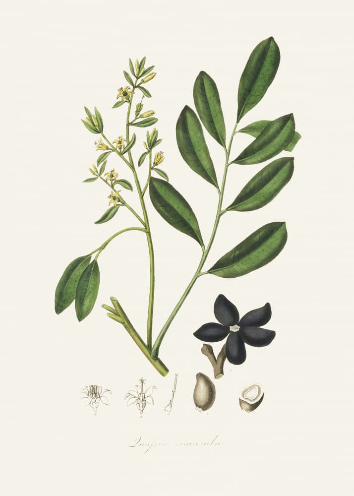 Lualsia Simarula Medical Botany by John Stephenson and James Morss Churchill — canvas wall art