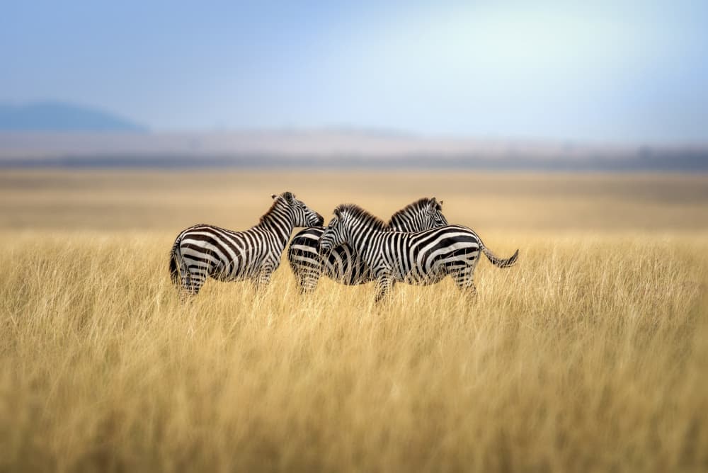 Zebras on the Plains by Anita Singh — canvas wall art
