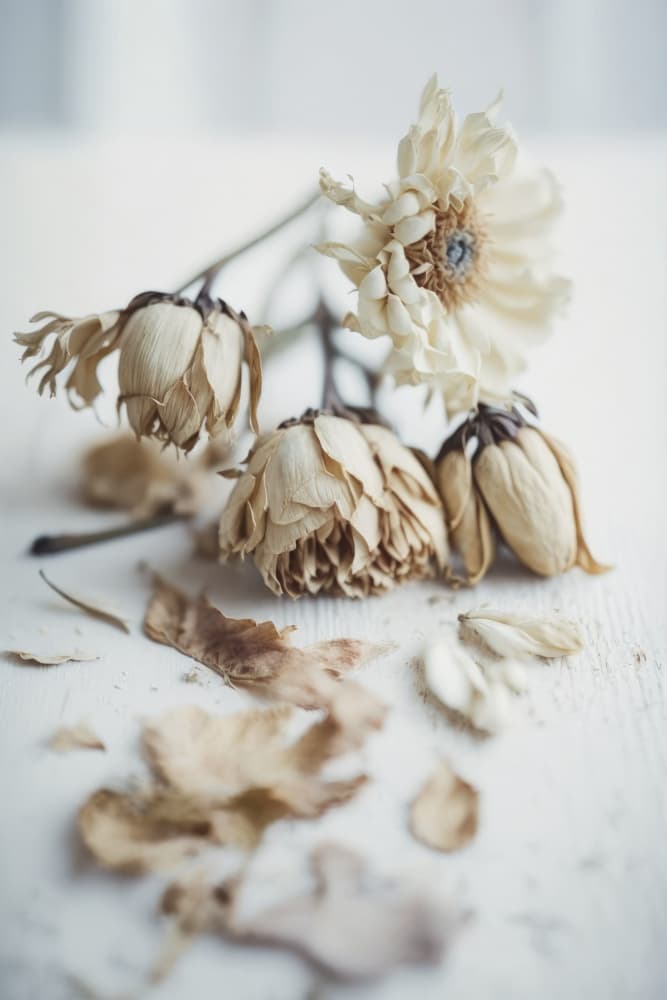 Faded Elegance by Treechild — canvas wall art