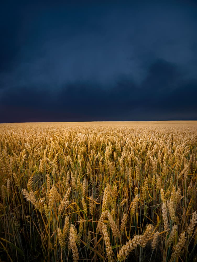 Golden Wheat Under Stormy Sky by Christian Lindsten — canvas wall art