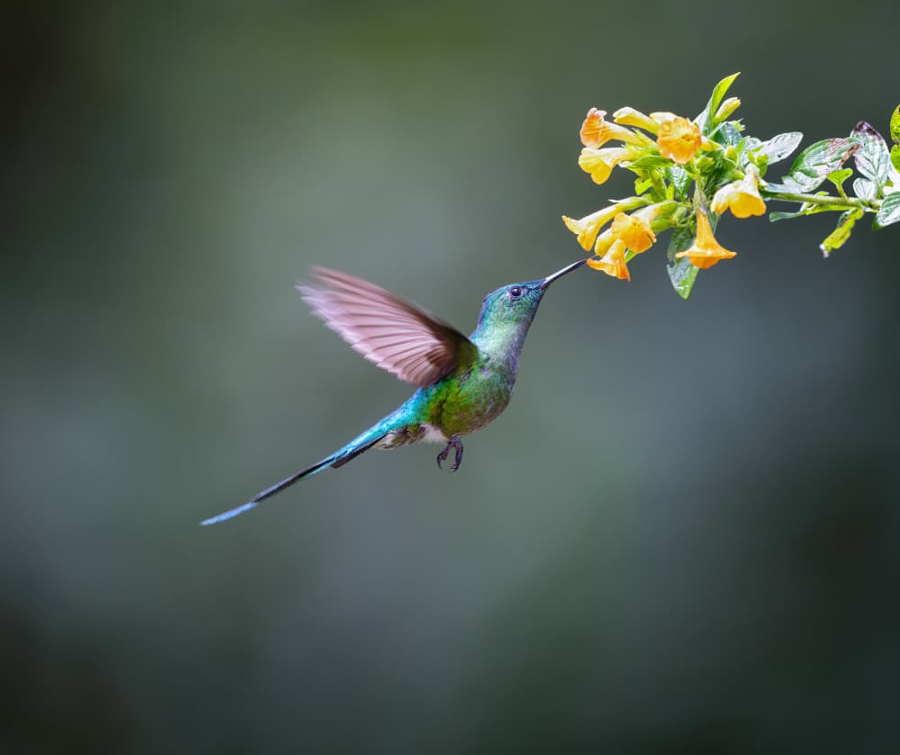 Hummingbird At Yellow Flower by Xiaojian Huang — canvas wall art