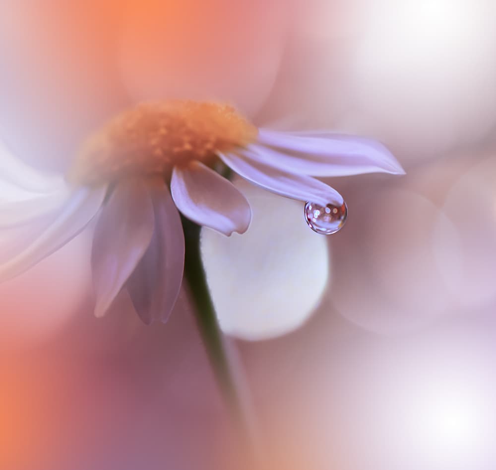 Delicate Daisy Droplet by Juliana Nan — canvas wall art