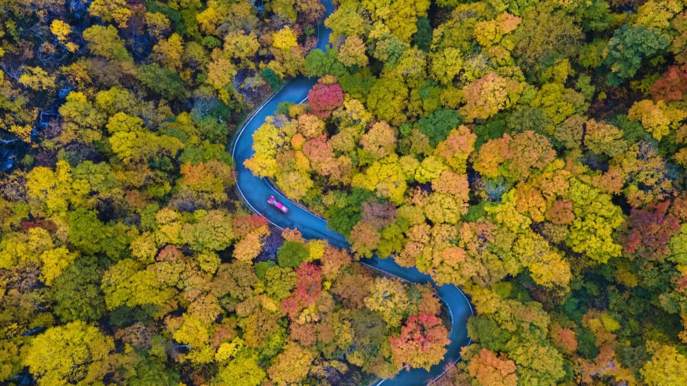 Winding Autumn Road by Jie Jin — canvas wall art