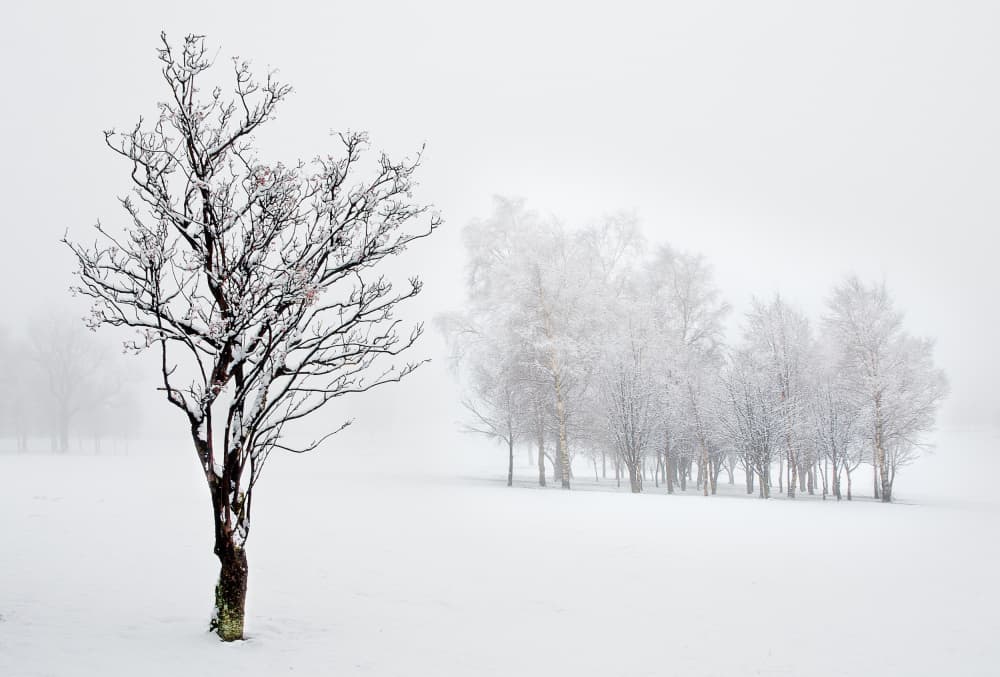 Snowy Winter Landscape by Peter Paterson — canvas wall art