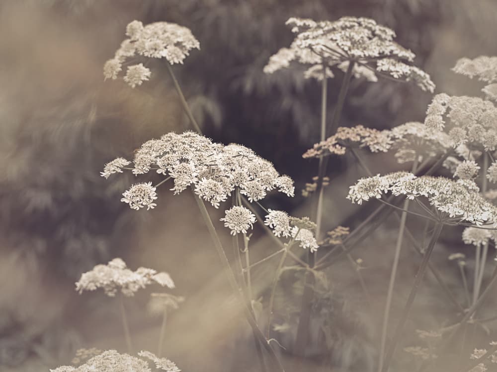 Wild Parsley by Kathrin Pienaar — canvas wall art