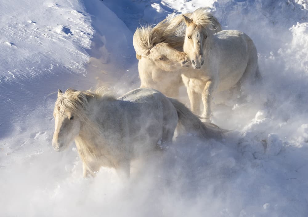 Wild Winter Horses by Sally Widjaja — canvas wall art