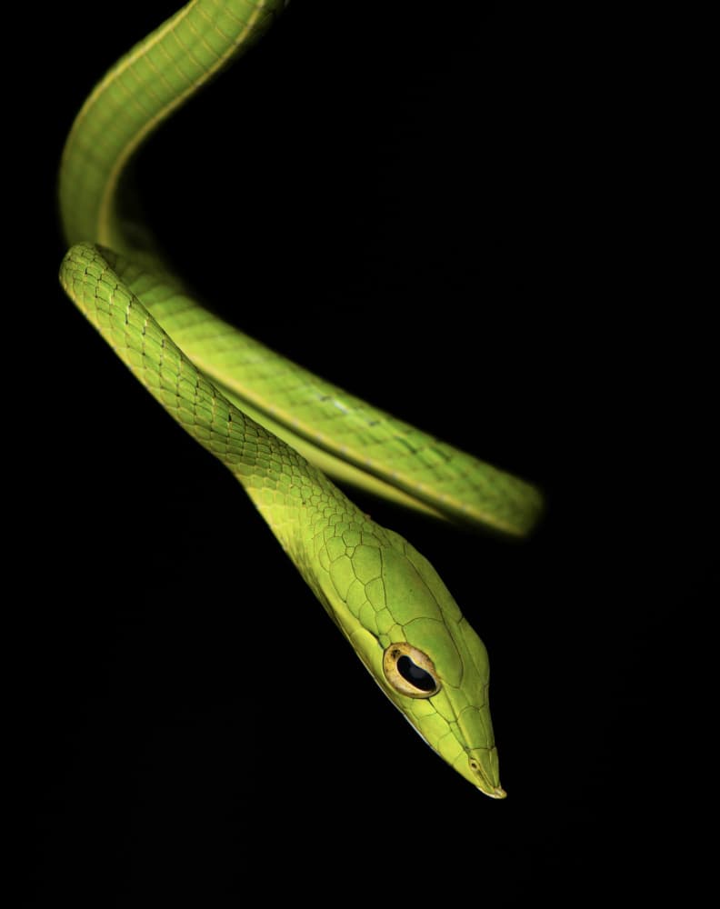 Vibrant Green Snake by Sooraj Nalloore — canvas wall art