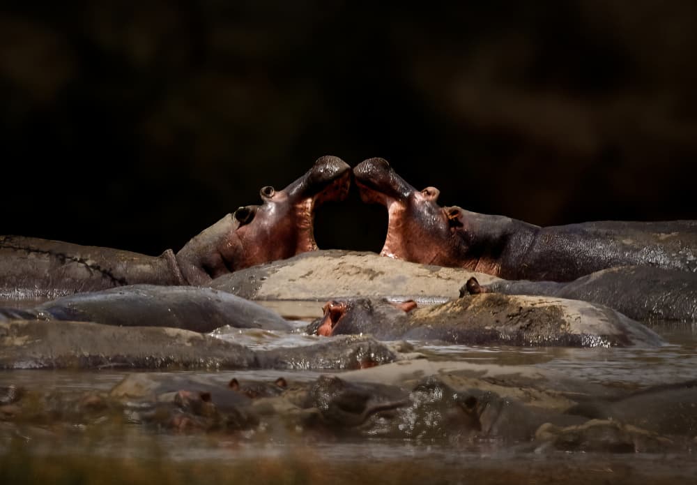 Wild Hippo Encounter by Hongyu Chen — canvas wall art