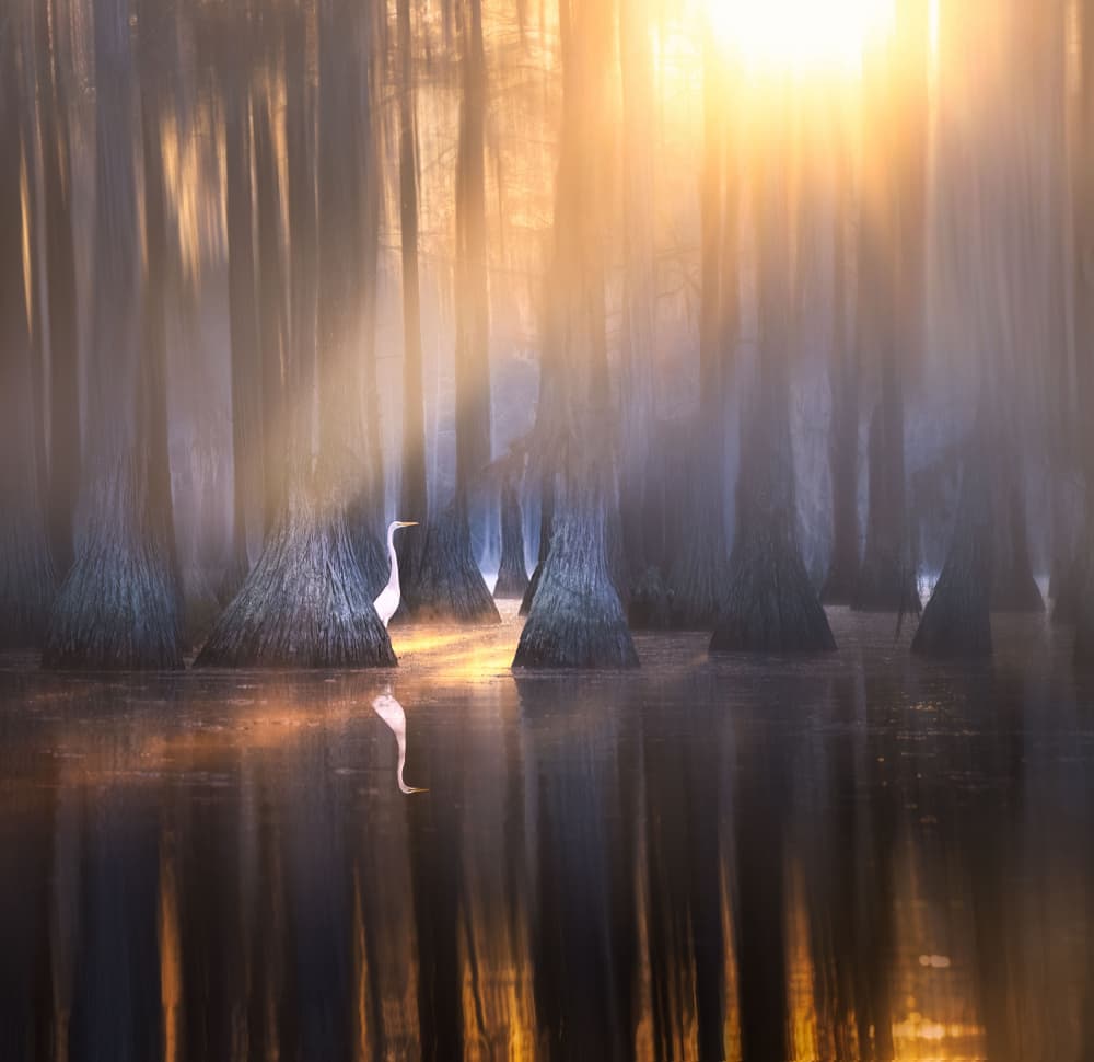 Egret in Golden Mist by Larry Deng APA — canvas wall art