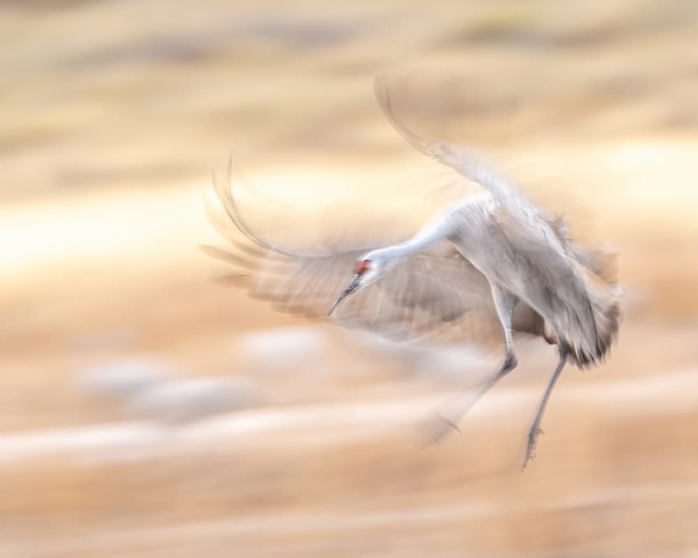 Sandhill Crane Landing by Qingsong Wang — canvas wall art